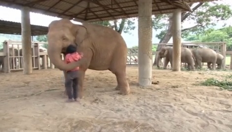 ტაილანდის ნაკრძალში სპილოებმა იავნანას სიმღერის ქვეშ დაიძინეს (+ვიდეო)