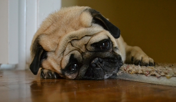 5 საყურადღებო ნიშანი, რომ თქვენი ძაღლი ფარულ ტკივილს განიცდის