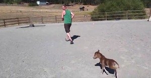3 დღის დაბადებული ცხენი პატრონს ძაღლივით თან დაჰყვება (+ვიდეო)