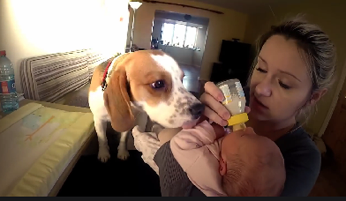 როდესაც ოჯახში ახალშობილი გაჩნდა, ძაღლი საოცრად შეიცვალა (+ვიდეო)