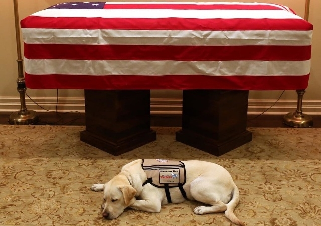 ფოტომ, სადაც ჯორჯ ბუშის ძაღლი პატრონის სასთუმალს არ შორდება, მილიონობით ადამიანის თანაგრძნობა გამოიწვია