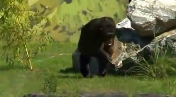 ამ შიმპანზეებმა მთელი ცხოვრება ტყვეობაში გაატარეს. მათ პირველად იგრძნეს თავისუფლების ბედნიერება!.. (+ვიდეო)