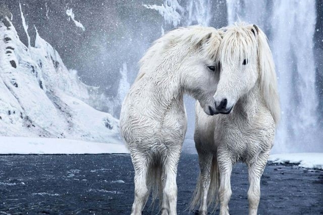 ცხენების ზღაპრული ფოტოები, რომლებიც ისლანდიაში ექსტრემალურ პირობებში ცხოვრობენ