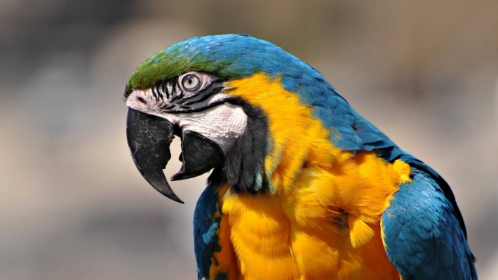 6 წარმოუდგენელი დანაშაული, რომელიც თუთიყუშების დახმარებით გახსნეს