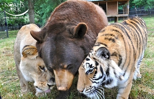 დაიღუპა ლომი, რომელიც დათვთან და ვეფხვთან ერთად 15 წელი მეგობრულად ცხოვრობდა
