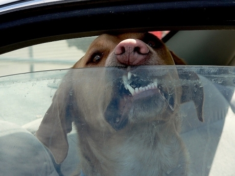 ბრიტანელი ვეტერინარები: "ნუ დატოვებთ ძაღლს მანქანაში"