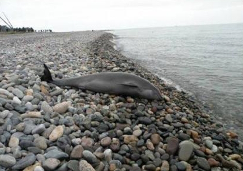 ბათუმში ზღვამ მკვდარი დელფინი გამორიყა 
