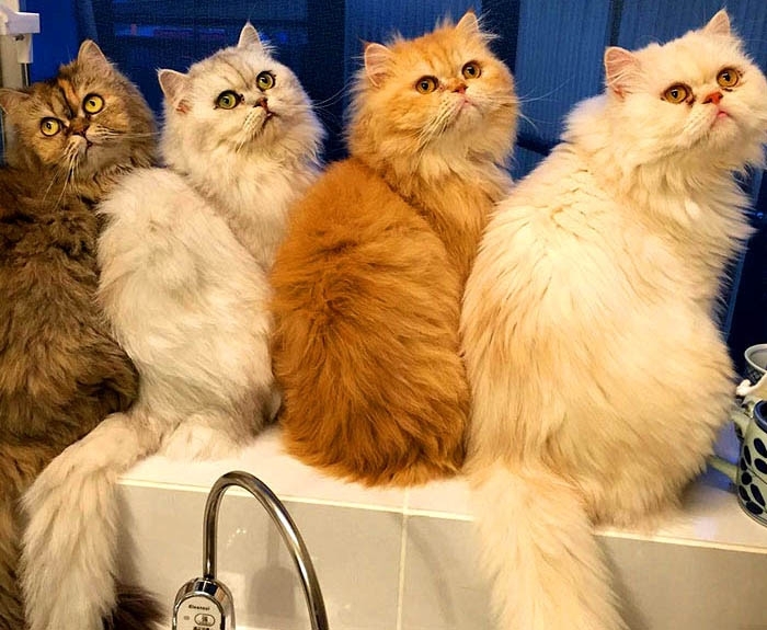 12 სპარსული კატა - აი, რა არის ბედნიერება! (+ფოტო)