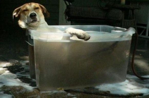 ამ ძაღლებს, მოძმეებისგან განსხვავებით, აბაზანის მიღება ძალიან მოსწონთ (სახალისო ფოტოები)
