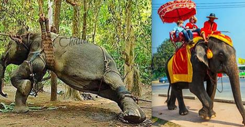 ასე წვრთნიან სპილოებს იმისთვის, რომ ტურისტებს ემსახურონ