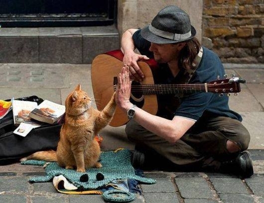 უსახლკარო მუსიკოსი უსახლკარო კატას შეხვდა და ამ შეხვედრამ მათი ცხოვრება შეცვალა