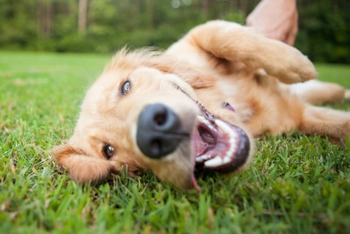 5 სულელური ქცევა - როგორ გამოხატავს ძაღლი პატრონის მიმართ სითბოსა და სიყვარულს