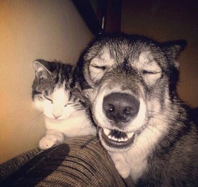 კატები და ძაღლები, რომლებიც ნამდვილ სიყვარულს გვასწავლიან (+ფოტო)