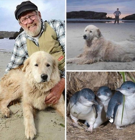 დაიღუპა ცნობილი ძაღლი, რომელმაც მთელი ცხოვრება  პინგვინების დაცვას მიუძღვნა