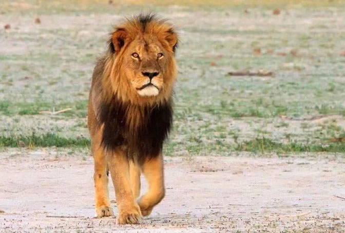 ზიმბაბვეს მთავარი ლომი ერთი მდიდარი ადამიანის ახირების გამო მოკლეს