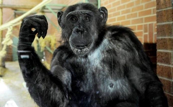 ნიუ-იორკის სასამართლომ აღიარა, რომ შიმპანზეს იგივე უფლებები აქვს, რაც ადამიანს
