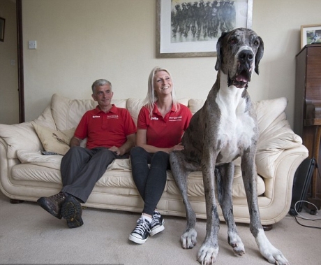 ყველაზე დიდი ძაღლი მსოფლიოში, რომელსაც ადამიანის საწოლზე ძინავს