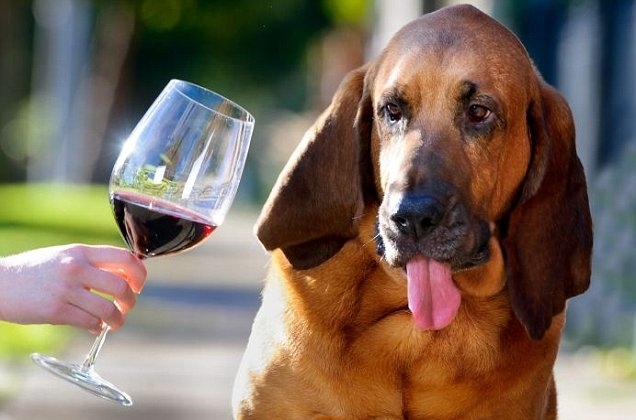 ღვინის დეგუსტატორი ძაღლი