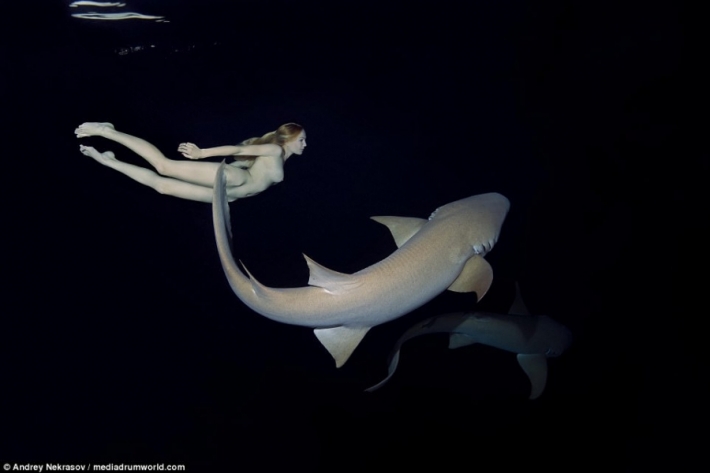 გასაოცარი წყალქვეშა კადრები: შიშველი რუსი მოდელი ზვიგენებთან ერთად დაცურავს (+ფოტო&ვიდეო)