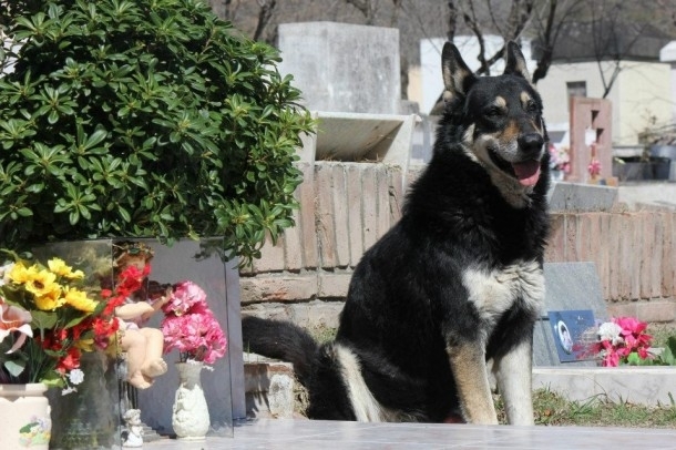 ძაღლი 6 წელია გარდაცვლილი პატრონის საფლავზე ცხოვრობს (+ვიდეო)