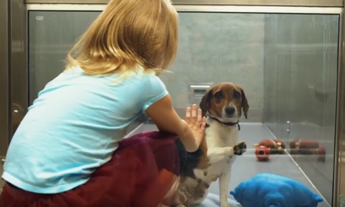 ძაღლების თავშესაფარში სტუმრობისას ბავშვმა იგრძნო ის, რასაც ზრდასრული ადამიანი ვერ მიხვდება (+ვიდეო)