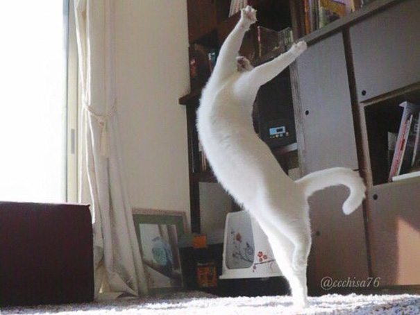კატა, რომელიც ბალეტს ცეკვავს! (+ფოტო)
