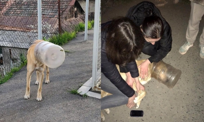 სიკეთე აერთიანებს! – თბილისში გადაარჩინეს ძაღლი, რომელმაც 8 დღე წყლისა და საკვების გარეშე გაძლო