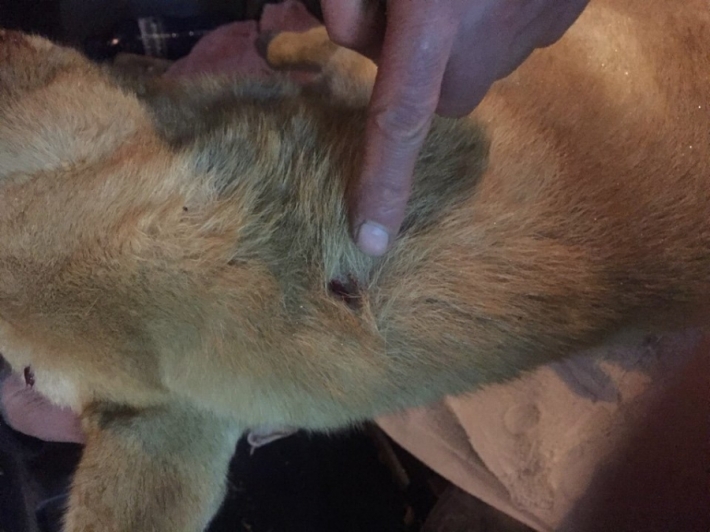 მორიგი სისასტიკე საქართველოში - საგურამოში ძაღლი ცეცხლსასროლი იარაღით მოკლეს (+15)