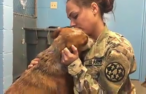 სამხედროსა და მისი დაკარგული ძაღლის ემოციური შეხვედრა 