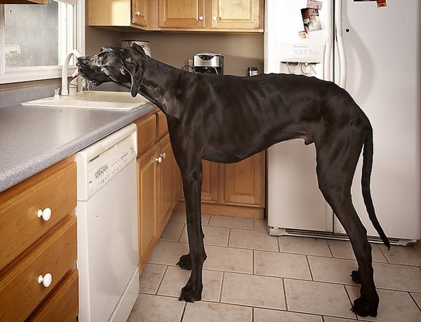 ზევსი - მსოფლიოში ყველაზე დიდი ძაღლი