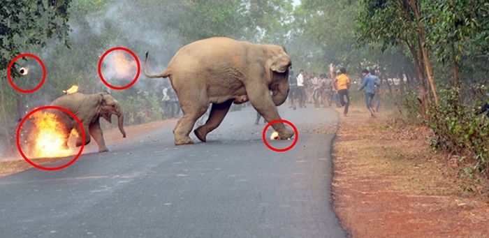 მამაკაცების ჯგუფი დედა სპილოს და მის პატარას ფიზიკურად უსწორდებიან