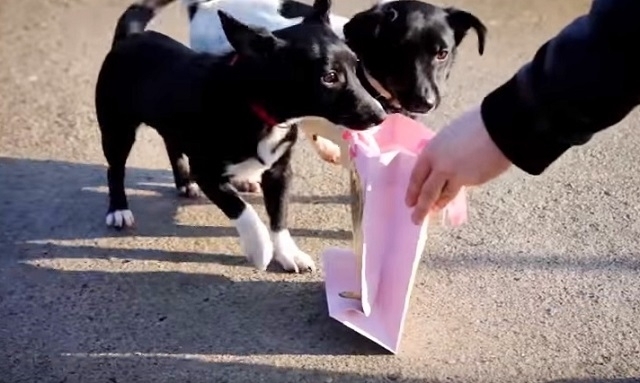 საშობაო საჩუქრები უპატრონო ძაღლებისთვის (+ვიდეო)