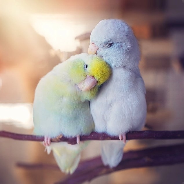 თუთიყუშების ”სიყვარულის ფოტოისტორია” გულს ათბობს! (+ფოტო)