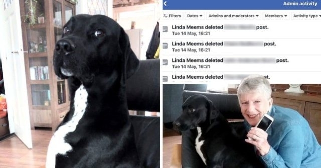 ქალს ეგონა, რომ Facebook-ის პროფილი "ჰაკერმა" გაუტეხა, სანამ თავისი ძაღლის დამნაშავე თვალები არ შეამჩნია