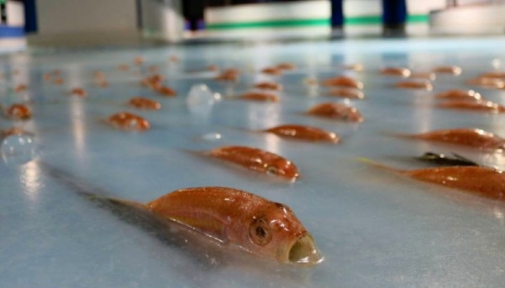 საშინელი ატრაქციონი - იაპონიაში საციგურაო მოედანზე ათასობით თევზი გაყინეს (+ვიდეო)