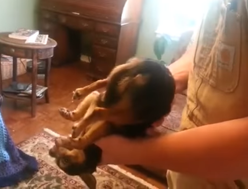 ძაღლი განასახიერებს მკვდარს, როცა ის უცხო ადამიანს ხელში აჰყავს (+ვიდეო)