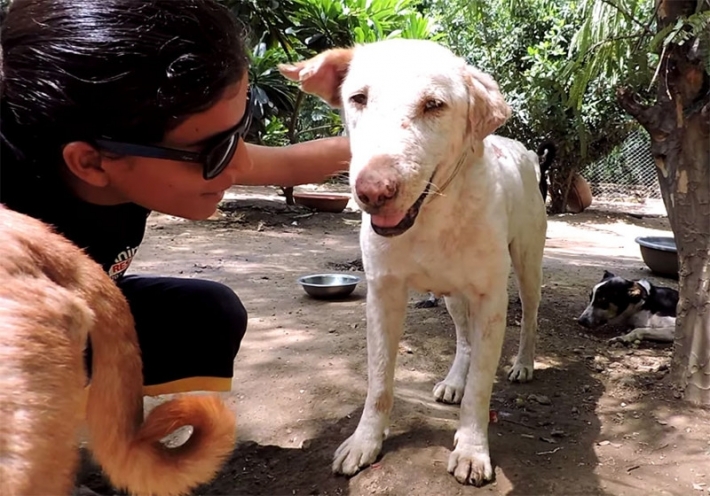 ვერ წარმოიდგენთ, როგორ გამოიყურებოდა ეს ძაღლი, სანამ ადამიანები დაეხმარებოდნენ (+ვიდეო)
