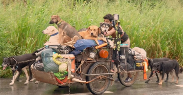 მექსიკელი მოგზაური, რომელმაც 500-მდე ძაღლი გადაარჩინა