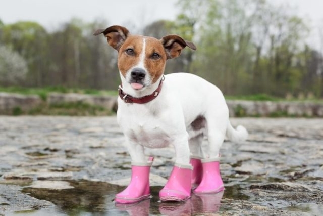 აუცილებელია თუ არა ზოგიერთი ჯიშის ძაღლისთვის ზამთარში ფეხსაცმლის ჩაცმა