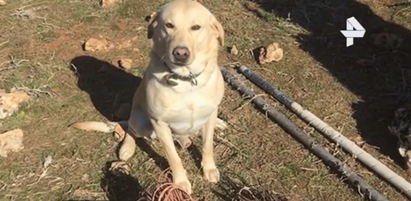 ძაღლმა თურქეთის ნავთობბაზაზე ტერაქტი აღკვეთა (+ვიდეო)