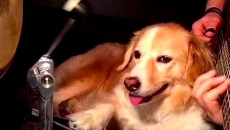 ინტერნეტის სენსაცია - დრამერი ძაღლი პატრონთან ერთად უკრავს (+ვიდეო)