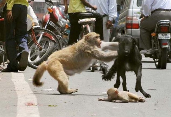 დედა მაიმუნი შვილის დასაცავად ძაღლს თავს დაესხა 