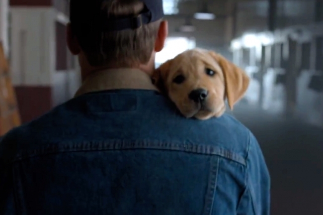 ყველაზე საყვარელი ძაღლი ახალი რეკლამით დაბრუნდა (+ვიდეო)