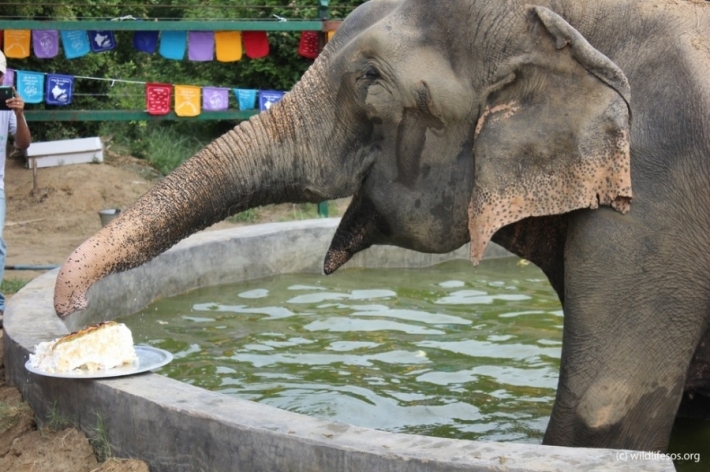 ეს სპილო 50 წელი  ჯაჭვით დაბმული ჰყავდათ, ის ერთი წელია  თავისუფალია