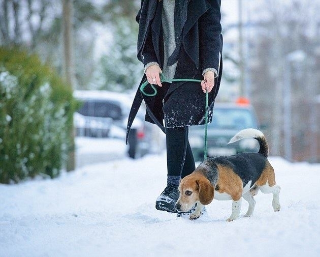 7 რჩევა, თუ როგორ ვიზრუნოთ ძაღლზე ზამთარში