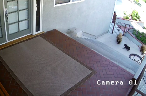 მამაცმა ბულდოგმა სახლის ეზოში შეპარული დათვის ბელები გაყარა (+ვიდეო)