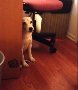 როცა მან ძაღლის დასჯა გადაწყვიტა, ვერ წარმოიდგენდა, რომ ცოტა ხნის შემდეგ ბევრს იცინებდა (+ვიდეო)