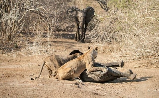 მამაცმა სპილომ თავისი ნაშიერი მშიერი ლომებისგან დაიცვა