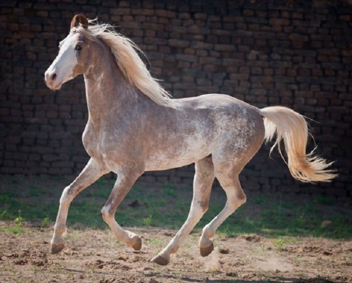 მსოფლიოს ულამაზესი ცხენები, რომელთაც თვალს ვერ მოაცილებთ (+ფოტო)