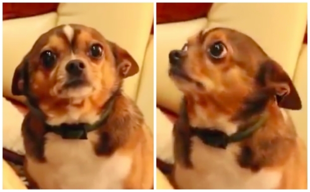 პატრონი ძაღლს საყვედურობს, მისი რეაქცია საოცარია (+ვიდეო)